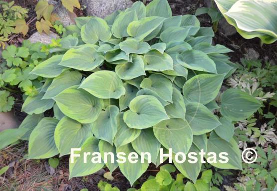 Hosta Warwick Curtsey